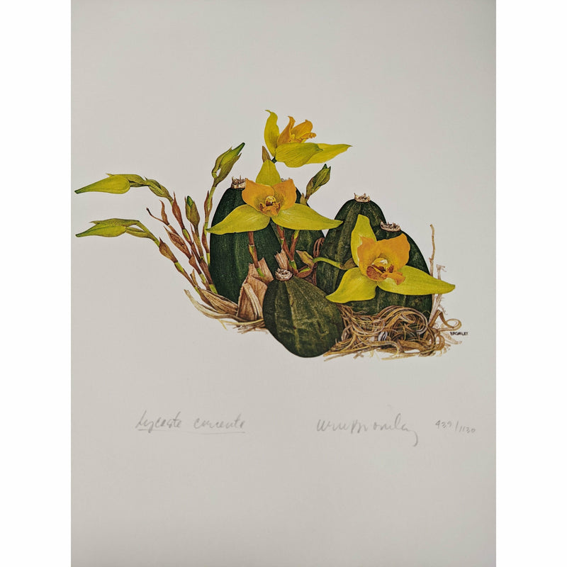 Rectangular print with a white background. In the center is an illustration of yellow orchids blooming, with the title, artist signature, and print ID below