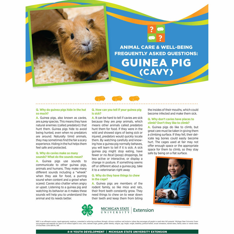 Poster titled "Animal care and well being frequently asked questions: Guinea Pig (Cavy). A picture of a guinea pig is at the top of the poster in front of a multi-colored banner. The lower half of the poster contains text with headings listed in a question and answer format. A girl holding a guinea pig is pictured in the bottom right. 