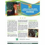 Poster titled "Animal care and well being frequently asked questions: Horse." A picture of a horse is at the top of the poster in front of a multi-colored banner. The lower half of the poster contains text with headings listed in a question and answer format. A horse is pictured in the bottom right.