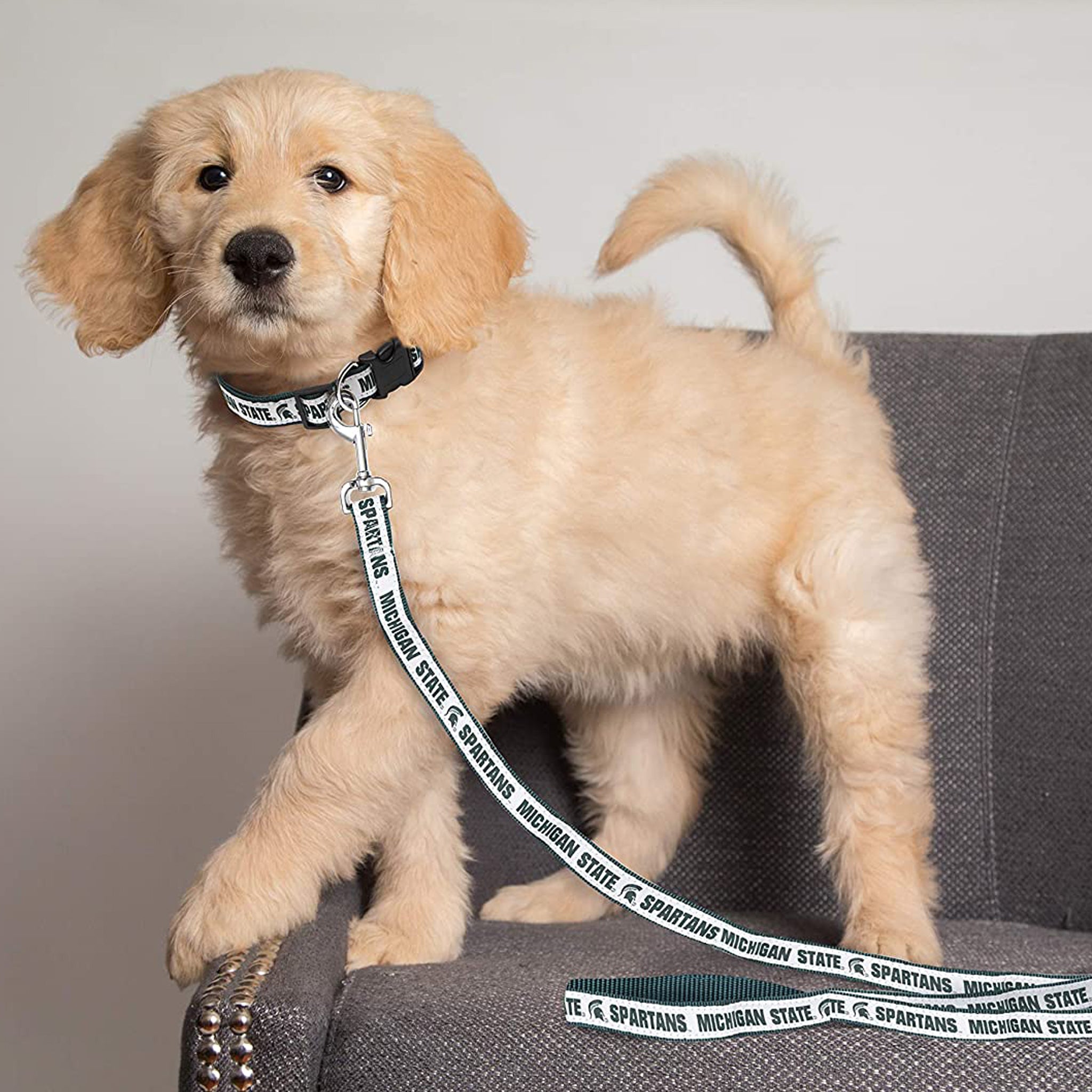 A puppy facing sideways with a white Michigan state collar and leash with green writing.