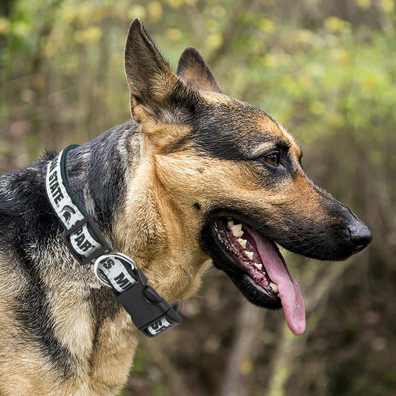 A dog facing sideways, wearing a white Michigan State Spartans leash with green writing